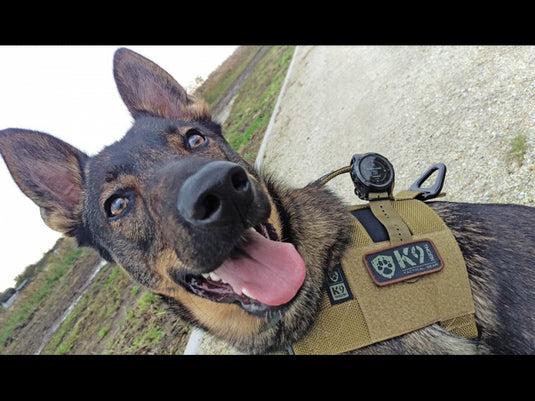 K9 THORN Alpha rakmed