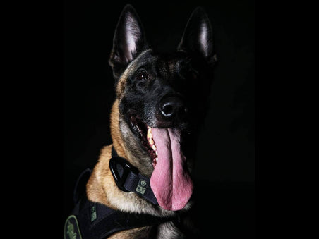 K9 THORN Alpha rakmed